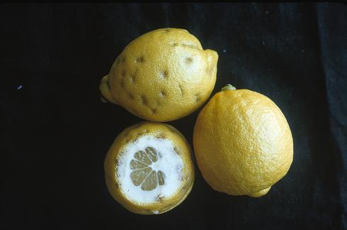 Discolored or brownish depressions in lemon rinds, a malady called peteca. 