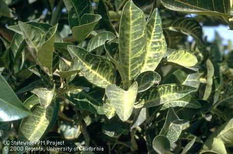 Foliage damaged by pesticide toxicity.