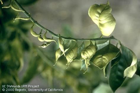 Foliage damaged by pesticide toxicity.