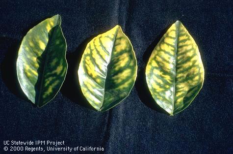 Foliage damaged by pesticide toxicity.