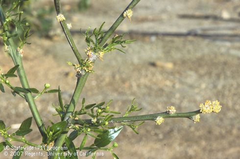 Glyphosate herbicide damage to citrus shoot. Stunted narrow leaves, fewer leaves than normal, and buds that only partially open after exposure to broad-spectrum herbicide.