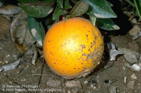 Fruit damaged by weed oil or dinoseb herbicide.