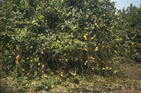 Premature leaf drop and partial defoliation of citrus tree after applying oil spray followed by copper fungicide treatment to lemon. 