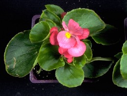 Leaves and flower of begonia