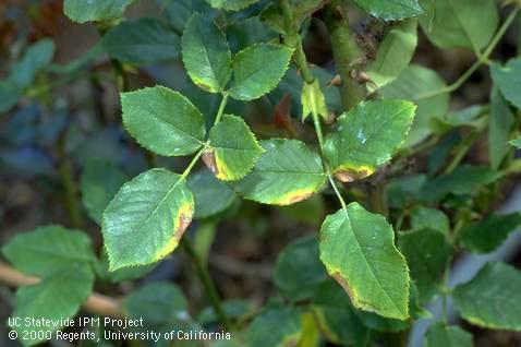 These leaves developed chlorotic and necrotic margins after repeated applications of horticultural (petroleum) oil during hot weather.