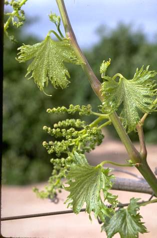 Foliage damaged by 2,4-D.