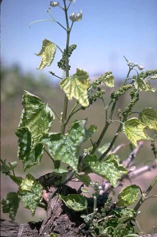 Grape leaves and shoots with interveinal yellowing, leaf distortion, and shortened internodes due to exposure to glyphosate (e.g., Roundup) herbicide. This malady is called phytotoxicity.