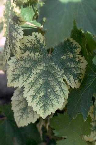 Foliage whitening between veins from excess root exposure of grape to preemergence herbicide (simazine).