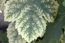 Herbicide damage, whitening of foliage