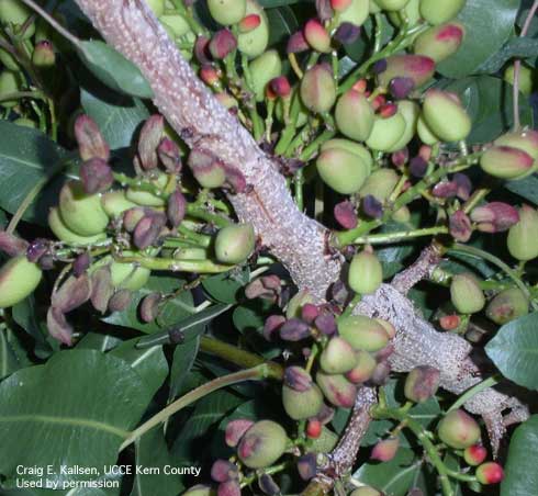 Crop load adjustment is characterized by panicles with filled and non-filled nuts.