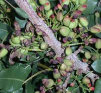 Crop load adjustment is characterized by panicles with filled and non-filled nuts.