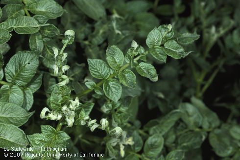 Foliage damaged by pesticide toxicity (2,4-D).