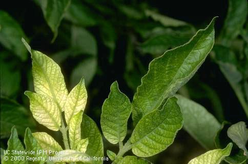 Foliage damaged by the pesticide glyphosate (Round-up).