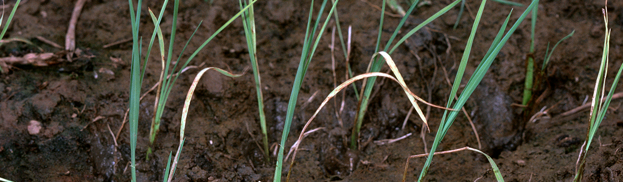 Seedling damaged by the pesticide trifluralin.