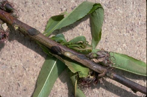 Damaged nectarine twig caused by dormant oil sprays.