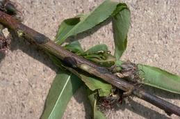 Nectarine twig damaged by oil spray