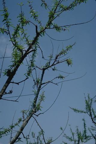 Damaged nectarine foliage caused by dormant oil sprays.