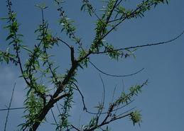 Nectarine foliage damaged by oil