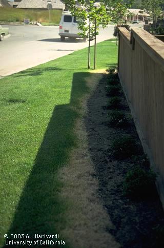 Grass killed by a preemergence herbicide.  