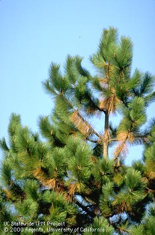 Normal senescence (natural death) of older, inner-branch needles on Monterey pine.