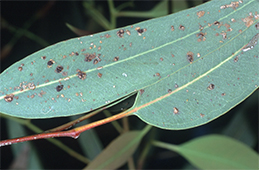 Scabby blisters (edema) on eucalyptus