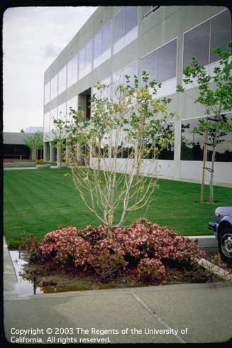 Canopy thinning and chlorosis in Victorian box, <i>Pittosporum undulatum,</i> and dieback of Indian hawthorn, <i>Rhaphiolepis indica,</i> resulting from aeration deficit caused by excess irrigation and poor drainage.