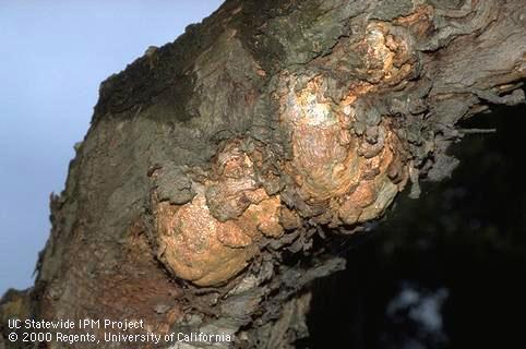 Stress-induced ligno-tubers or galls on a eucalyptus trunk.