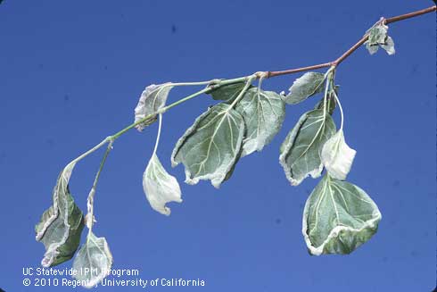 Sycamore, <i>Platanus</i> sp., leaves, cupped and twisted after inadvertent exposure to a broadleaf herbicide (2,4-D).