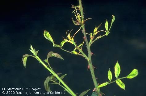 Puckered, needlelike shoots on rose, <i>Rosa</i> sp., after exposure to a nonselective herbicide, Roundup (glyphosate).