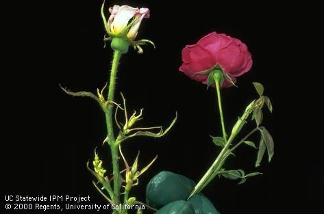 Rose blossom and shoots damaged by glyphosate herbicide.