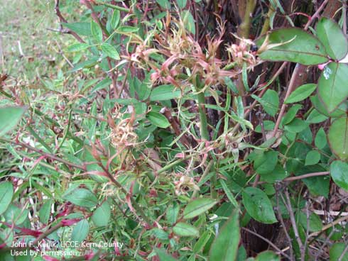 Landscape rose with small, needle-like shoots typical of injury from the herbicide glyphosate.