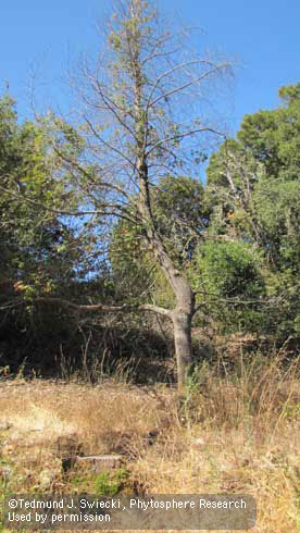 California bay tree severely defoliated and dying due to inadvertent herbicide exposure. Application of systemic herbicide to the cut stump in the foreground translocated through natural root grafts to damage the nearby tree.