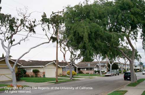 Leaves are atypically dark green, small, and closely spaced on branches (have short internodes) on Chinese elms, <i>Ulmus parvifolia,</i> (left and background) after the annual application of paclobutrazol (Clipper) plant growth regulator (PGR) for 8 years to suppress shoot growth into overhead power lines.  Trees not under power lines (right) were not treated and do not show similar symptoms.