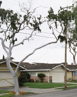 Dieback due to growth regulator