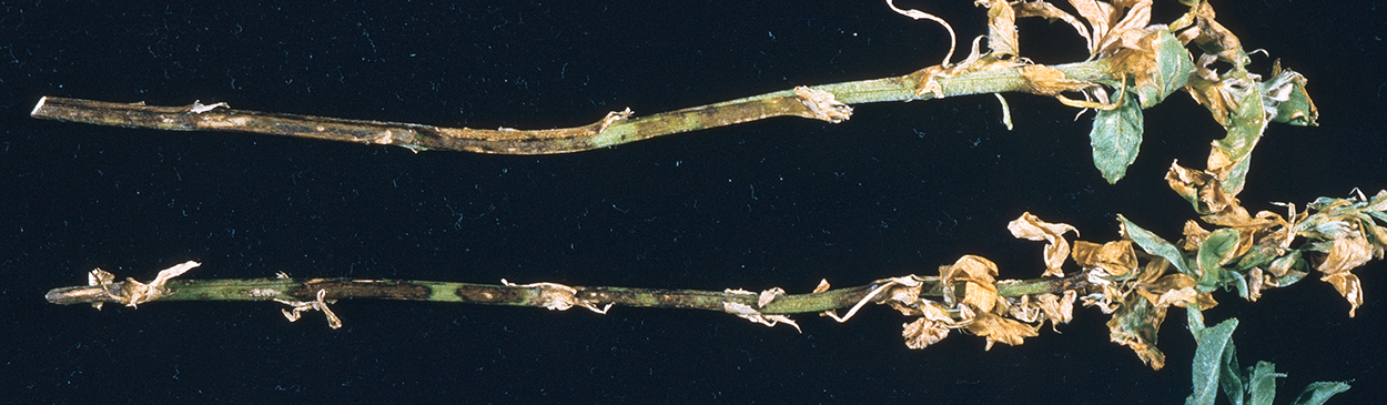 Black lesions on stems of alfalfa with spring black stem and leaf spot, Phoma medicaginis.