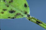 Close-up of spring black stem lesions