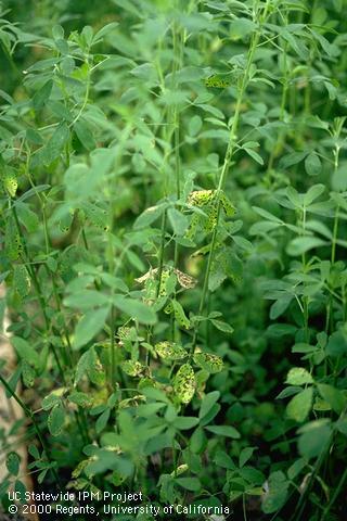 Foliage damaged by spring black stem.