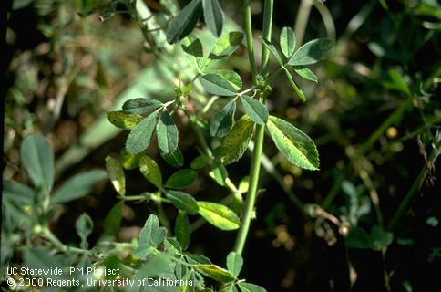 Foliage damaged by spring black stem.