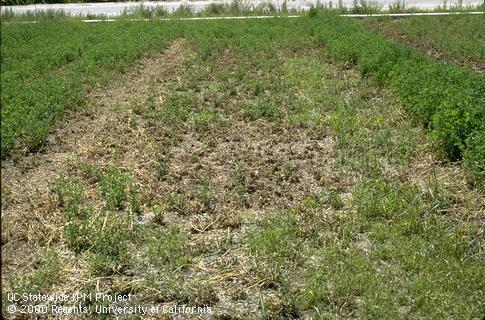 Field shot of Phytophthora root rot.