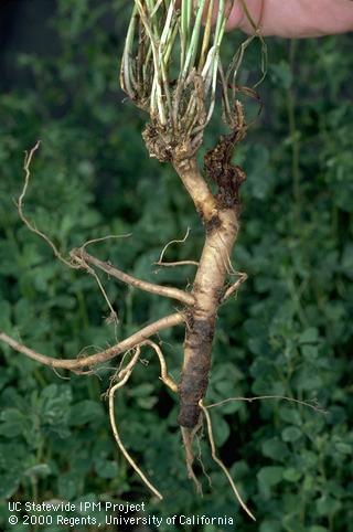 Root damaged by Phytophthora root rot.