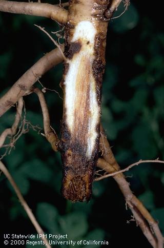 Root damaged by Phytophthora root rot.