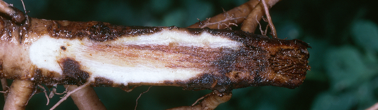 Brownish streaks in roots infected by Phytophthora.