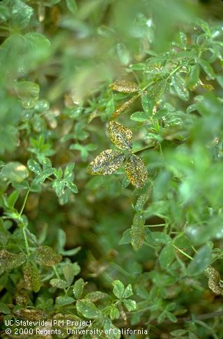 Foliage damaged by common leaf spot.