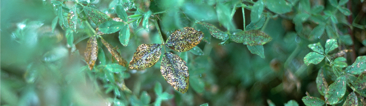 Leaves infected with common leafspot are covered with small brown to black spots.