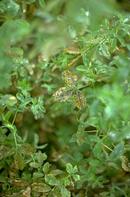 Common leaf spot