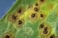 Close-up of common leaf spot