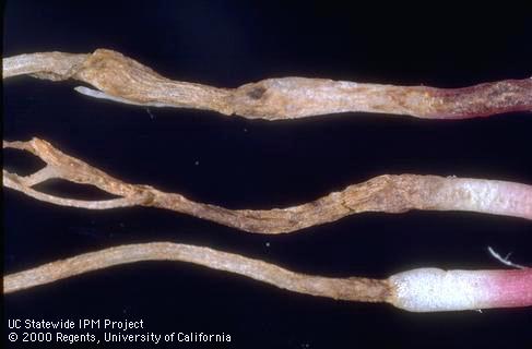 Brown rotted roots caused by seedling diseases (damping off).