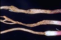 Rhizoctonia