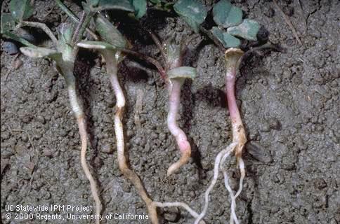 Rotted roots and leaves caused by seedling diseases (damping off).