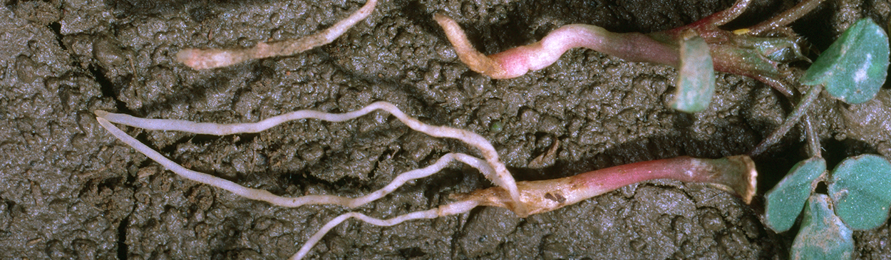 Seedling on left is healthy; seedlings on right show various degrees of seedling disease.